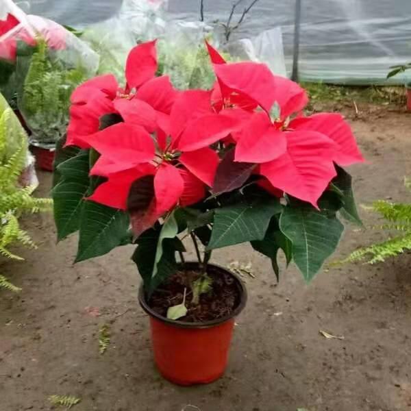 二十种适合室内养花