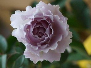 温柔珊瑚心月季