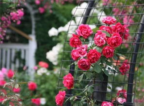 耐晒耐雨淋的藤本月季