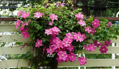 铁线莲为什么第一年不能地栽