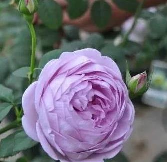 蓝色风暴月季种植方法