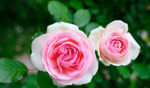 开花最大的月季花品种