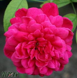 渔夫之友月季优缺点