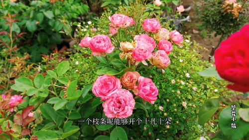 不怕晒的爬藤月季品种