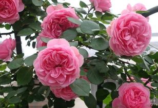 月季换盆后没几天就死了 90 是因为你的缓盆方法不对