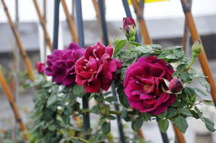 芬达月季一年开几次花