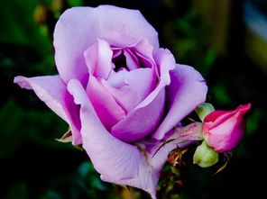 大花香水月季最佳品种