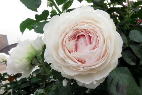 月季笋芽长了很高都不开花