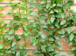 粉龙是藤本吗还是灌木