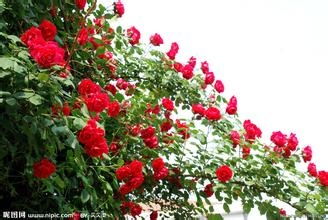 花径20厘米的月季品种