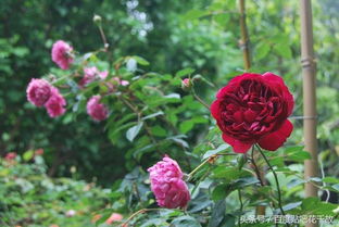 秋日胭脂为什么不耐晒