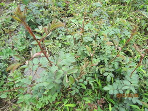 藤本蔷薇和藤本月季的区别