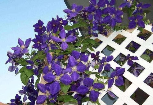 为什么家里忌讳种铁线莲