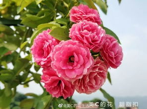 胭脂扣月季花的优缺点