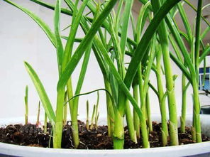 植物有哪四大类