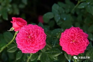 天狼惊鸿月季优缺点