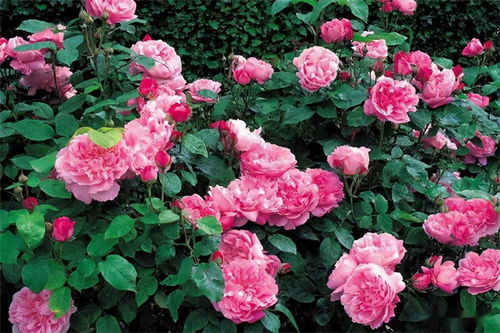 藤本与灌木月季区别