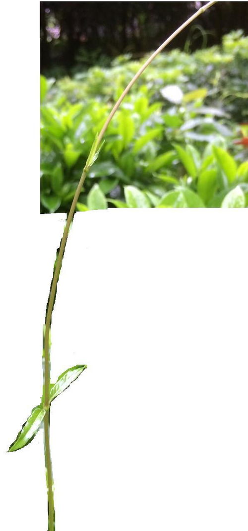 请问如图的藤本灌木叫什么名字