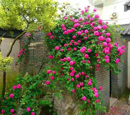 最好养的爬藤月季