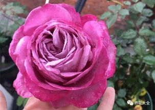 最值得种的月季品种