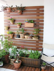 适合阳台暴晒的大型绿植