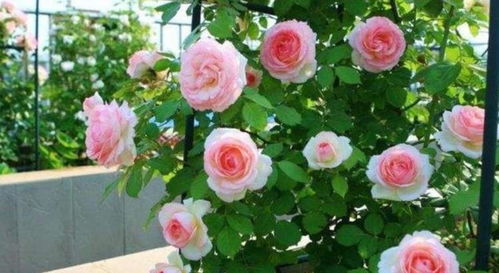 爬藤月季盆栽需要多大的盆