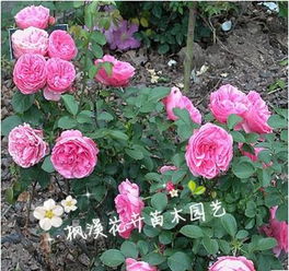 粉色达芬奇月季几季花