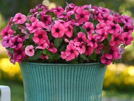 花期最长最好养的花