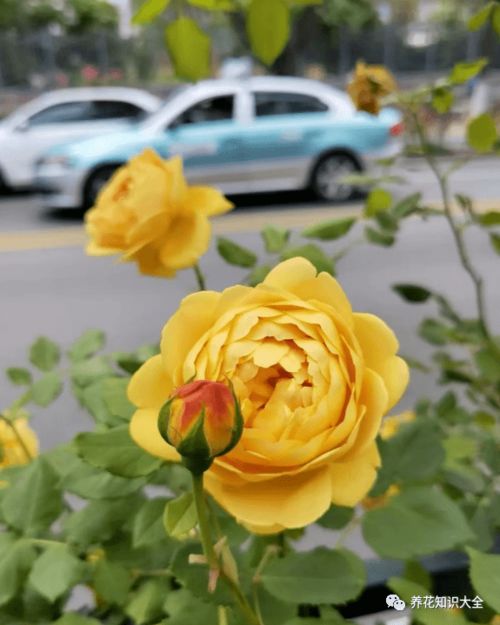 黄金庆典能长多高