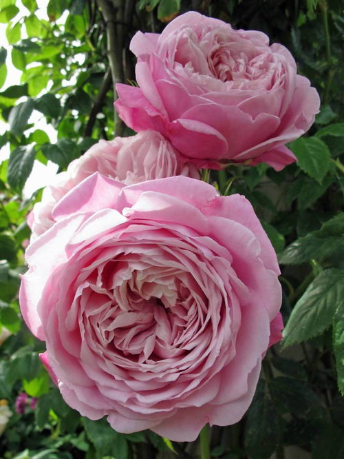 被月季花的刺扎完了为什么特别疼