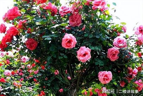 棒棒糖月季哪个品种最好养