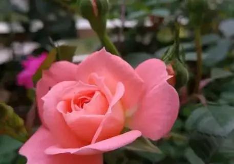 阳台党适合养哪种月季