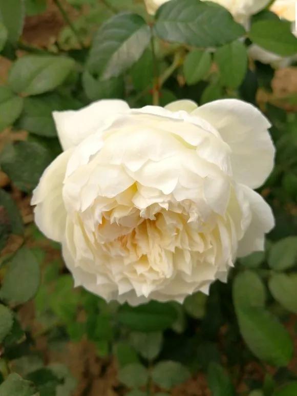 超感月季值得入吗