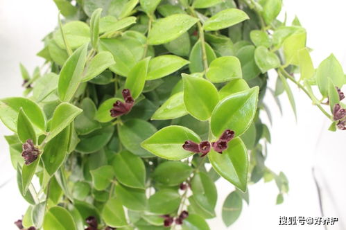 最好养耐寒的爬藤植物