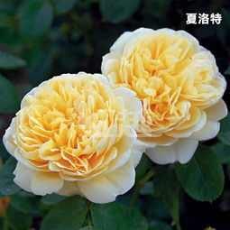 欢笑和王妃月季哪个好