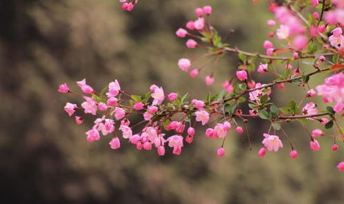 十种最吉利的镇宅花