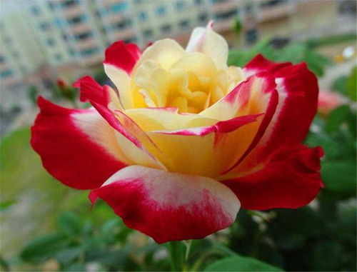 十大公认最香的月季