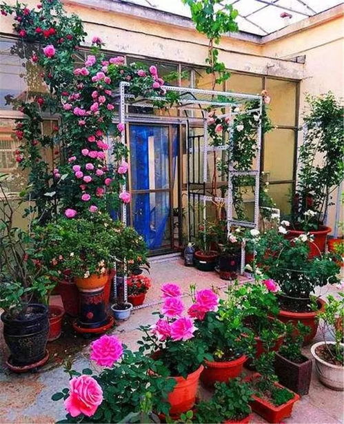 适合自家小院种的花