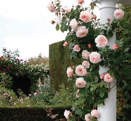 灌木月季可以当藤本养吗