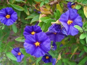 罗米娜是藤本植物吗还是灌木