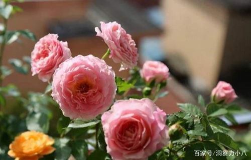 月季海神王长势太慢了