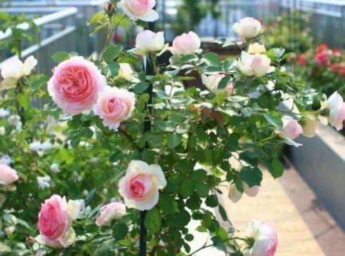 蔷薇和爬藤月季的区别