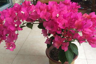 最勤花抗病的藤本月季