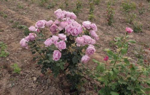 最难养的月季蓝色风暴