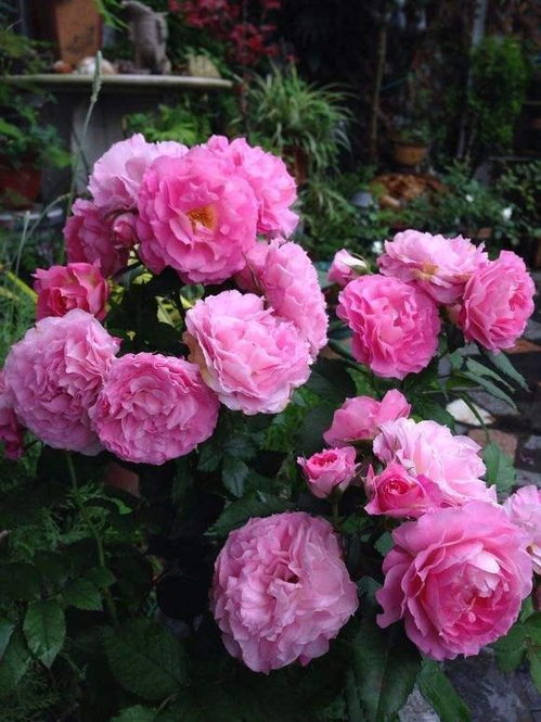 开花时间最长的爬藤月季