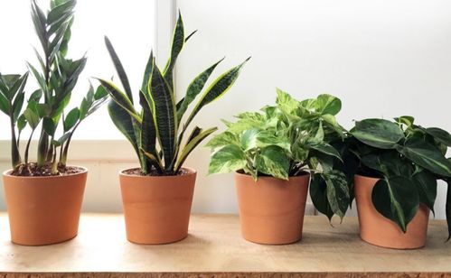 容易爆盆的植物