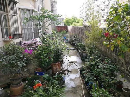 比较耐阴的月季品种