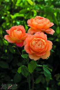 夏洛特夫人和果汁阳台的区别