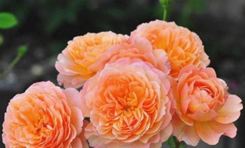 安吉拉月季能长多高