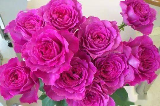 切花月季经典品种